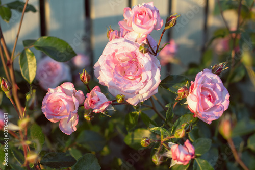 Tableau sur toile garden of cultivated pink roses