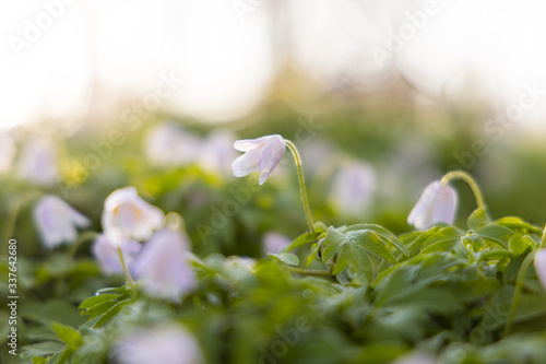 Close up of a windflower (Anemone nemorosa) in a forest during spring in nature reserve 