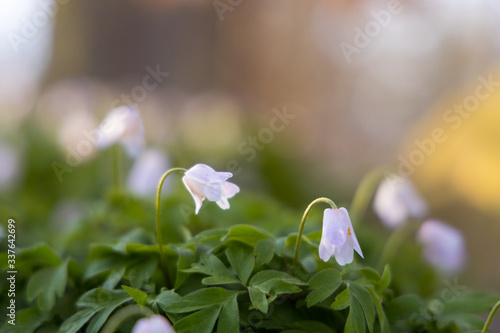 Close up of a windflower (Anemone nemorosa) in a forest during spring in nature reserve "Pålsjö skog" in Helsingborg, Sweden. With shallow depth of field. 