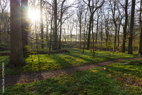 Nature reserve "Pålsjö skog" in Helsingborg, Sweden during fall with all the iconic windflowers (Anemone nemorosa) growing.