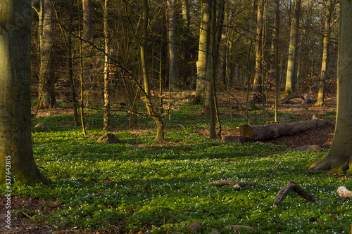 Plenty of windflowers (Anemone nemorosa) creating a green floor in the popular nature reserve "Pålsjö Skog" in Helsingborg, Sweden during spring at sunset.