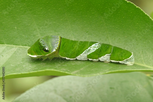 Raupe vom gewöhnlicher Mormone (Papilio polytes) photo