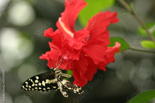 Kaiser Schwalbenschwanz (Papilio ophidicephalus) photo