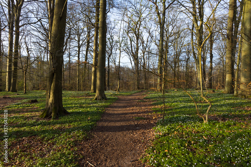 Nature reserve "Pålsjö skog" in Helsingborg, Sweden during fall with all the iconic windflowers (Anemone nemorosa) growing.