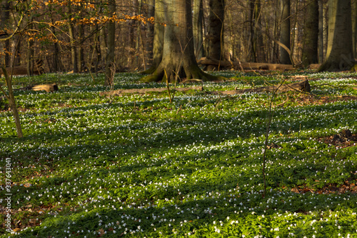 Plenty of windflowers (Anemone nemorosa) creating a green floor in the popular nature reserve "Pålsjö Skog" in Helsingborg, Sweden during spring at sunset.