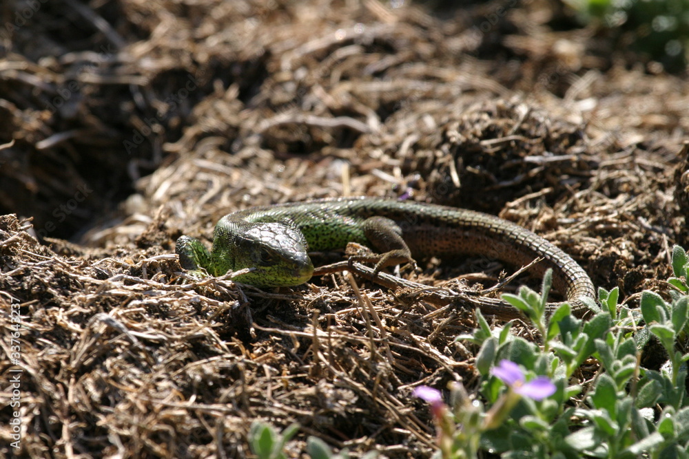 Fototapeta premium Smarakteidechse (Lamprolepis smaragdina)