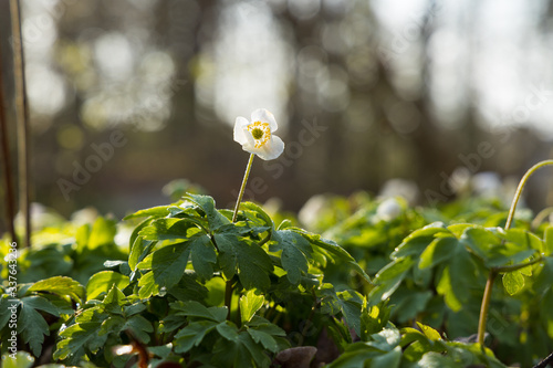Close up of a windflower (Anemone nemorosa) in a forest during spring in nature reserve "Pålsjö skog" in Helsingborg, Sweden. With shallow depth of field. 