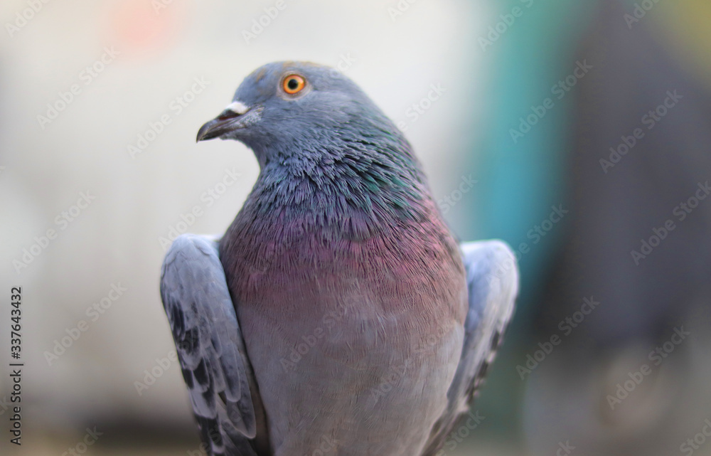 Obraz premium Close up head shot of beautiful pigeon bird, Pigeon close up on blue background