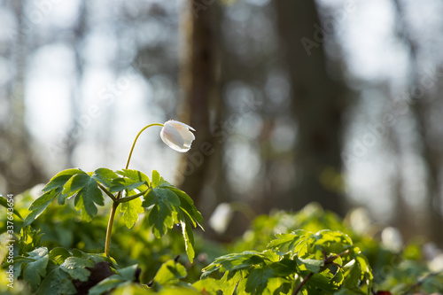 Close up of a windflower (Anemone nemorosa) in a forest during spring in nature reserve "Pålsjö skog" in Helsingborg, Sweden. With shallow depth of field. 