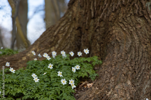 Windflowers (Anemone nemorosa) growing infront of a tree inside nature reserve "Pålsjö skog" in Helsingborg, Sweden during spring.