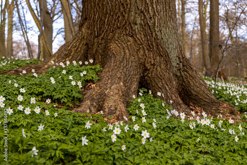 Windflowers (Anemone nemorosa) growing infront of a tree inside nature reserve "Pålsjö skog" in Helsingborg, Sweden during spring.