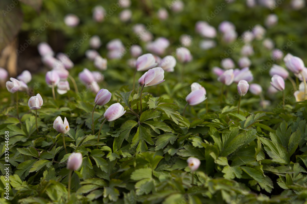 Windflowers (Anemone nemorosa) with a hint of purple on the green forest floor with shallow depth of field. Windflowers (Anemone nemorosa) with a hint of purple on the green forest floor with shallow depth of field.