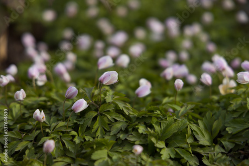 Windflowers (Anemone nemorosa) with a hint of purple on the green forest floor with shallow depth of field.