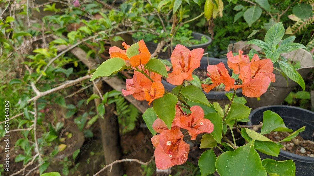 Orange Bougainvillea Flowers Orange Bougainvillea Flowers