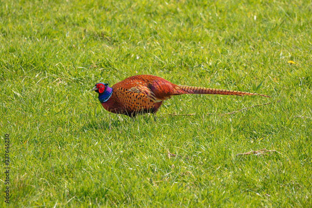 Fototapeta premium Side view of a pheasant walking in the grass at the Mechels broek