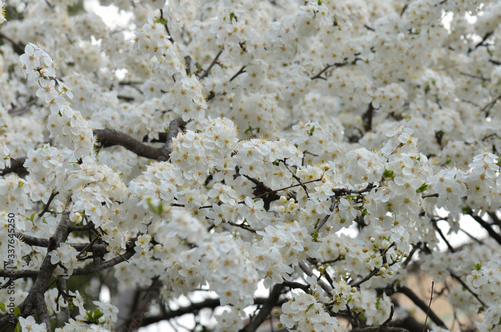 cherry blossoms in the spring garden cherry blossoms in the spring garden