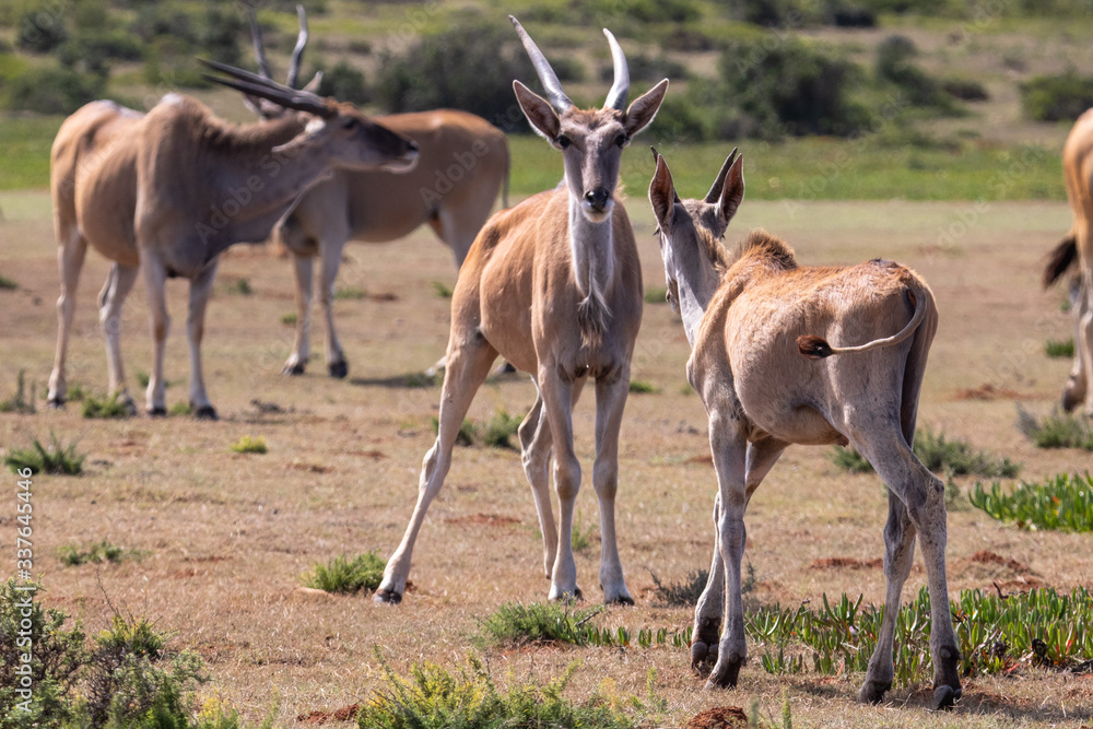Antilope im de Hoop Nature Reserve in Südafrika Antilope im de Hoop Nature Reserve in Südafrika