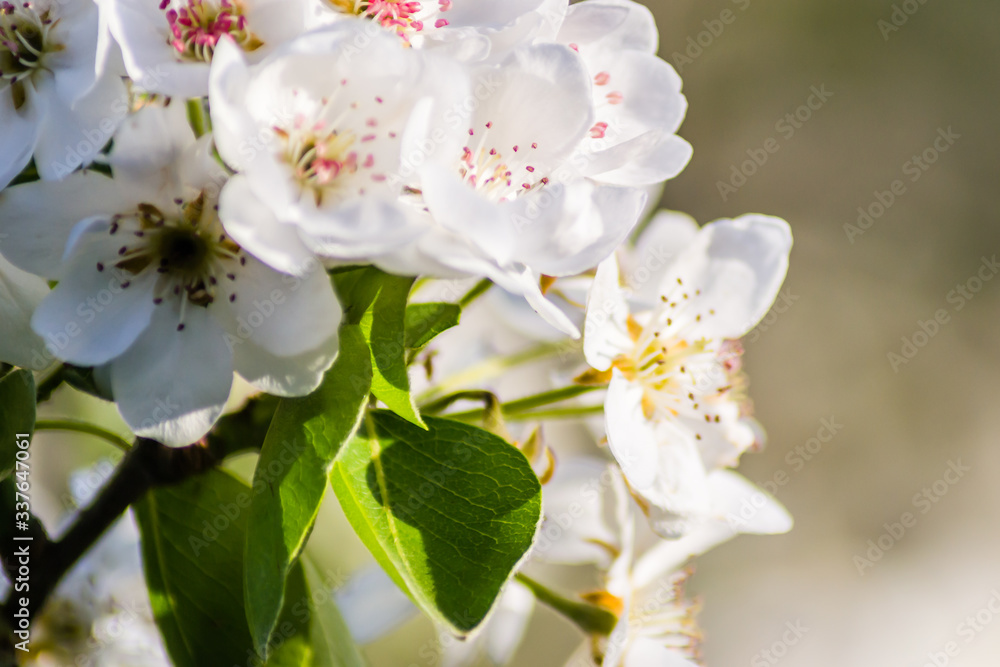 Fototapeta premium Flowering white flowers of pear tree in the morning 