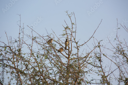 Sparrow on branch, tree sparrow, passer montanus