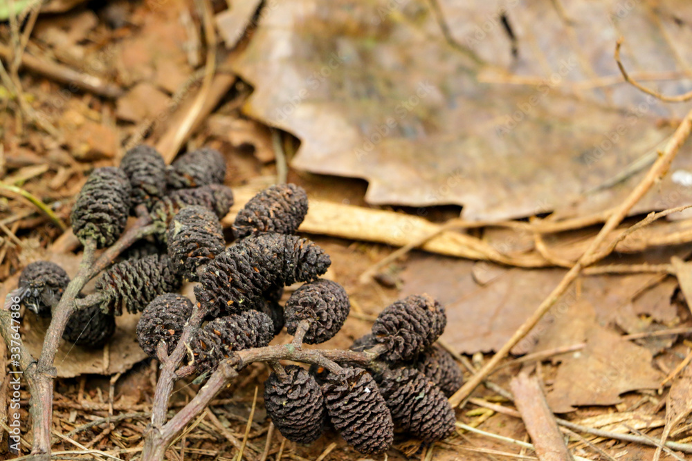Group of Pine cones got fire burnt on a forest ground next to dry leaves Group of Pine cones got fire burnt on a forest ground next to dry leaves