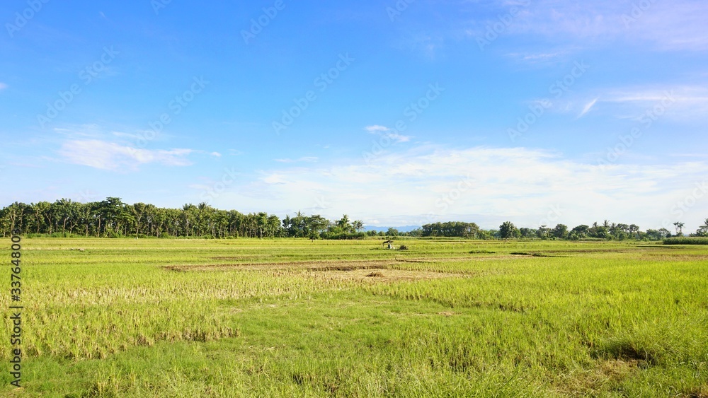 green rice fields and blue sky