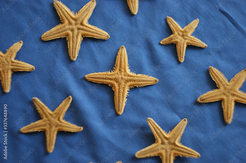 an unusual four-pointed starfish looking like a cross among five-pointed starfish. Leadership, uniqueness, think different, teamwork business success. different concept an unusual four-pointed starfish looking like a cross among five-pointed starfish. Leadership, uniqueness, think different, teamwork business success. different concept