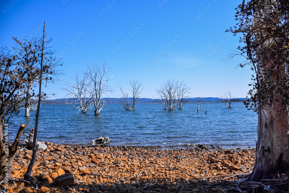 The trees in the lake with mountain and clear blue sky background in Australia