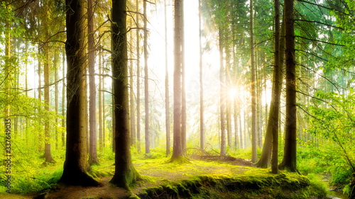 Fototapeta Naklejka Na Ścianę i Meble -  Fresh green forest in spring with bright sunlight shining through the trees 