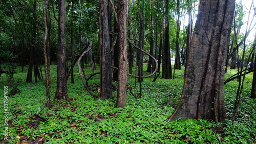 Amazonas Regenwald, Dschungel 