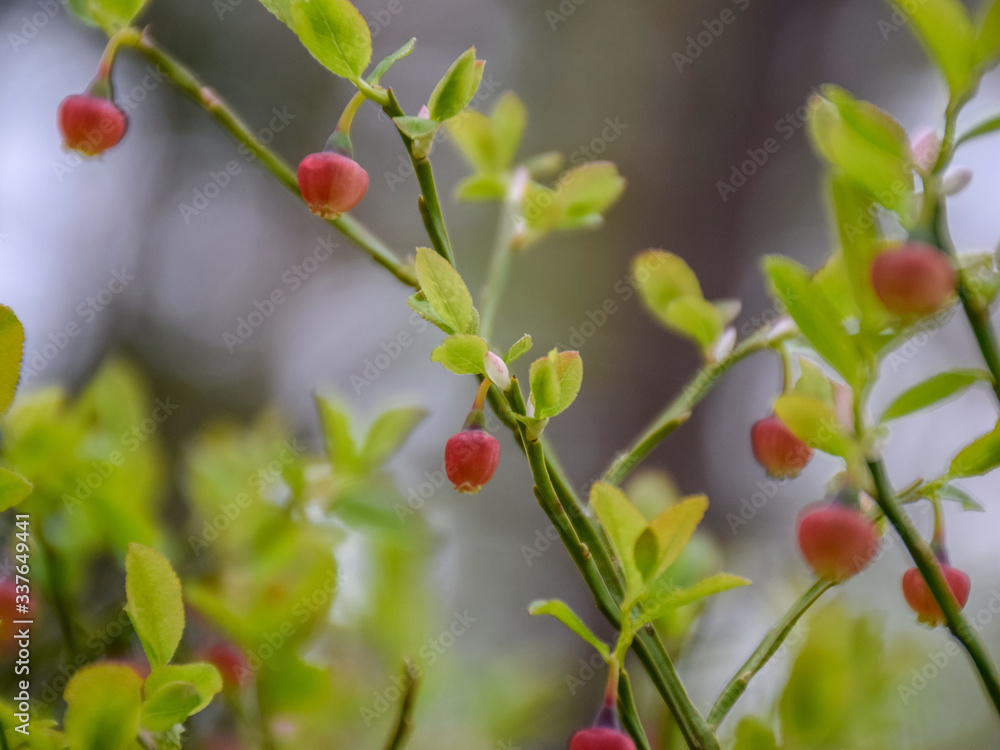 Fuzzy green leaf bud and pink wild blueberry flowers grow in early spring