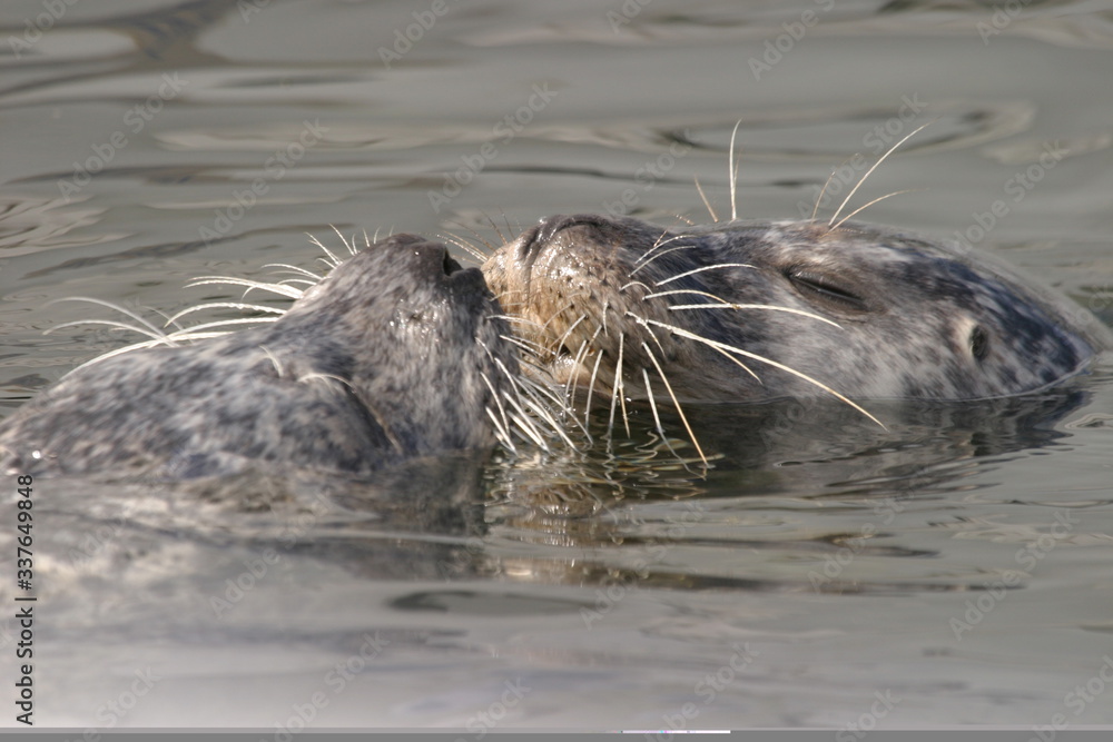 Fototapeta premium Seehund