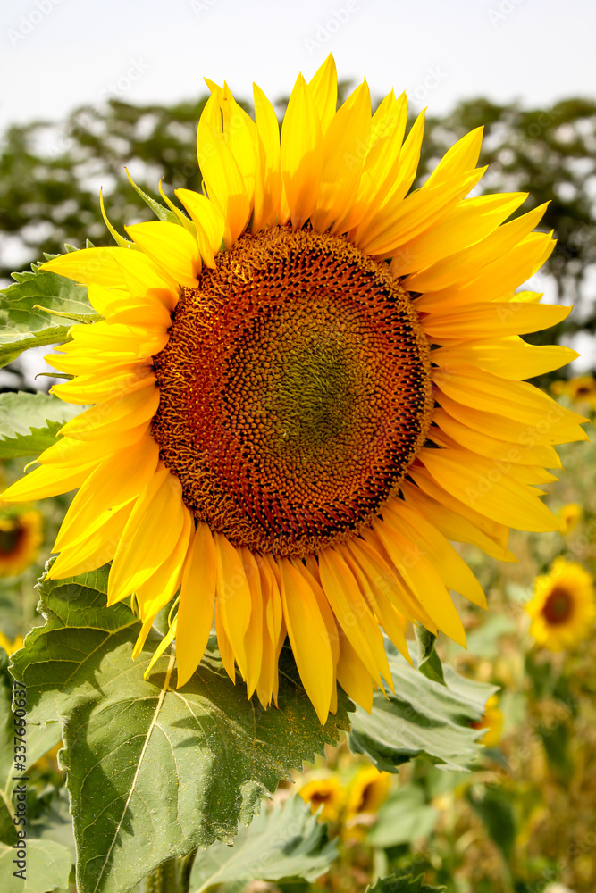 Sonnenblumen auf einem Feld recken sich der Sonne entgegen
