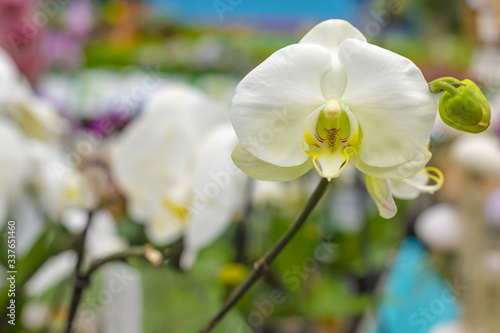 Close-up of orchid flower on a blurred background