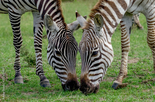 Zebra Pair - Mirrored Zebra grazing together