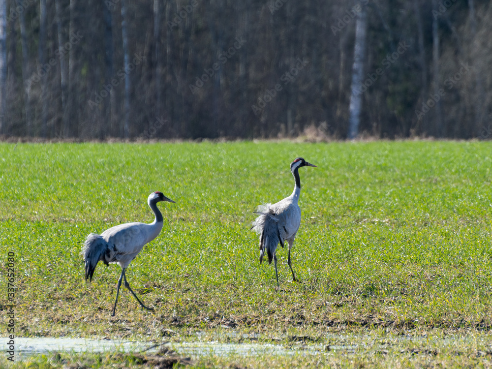 Fototapeta premium landscape with cranes in early spring