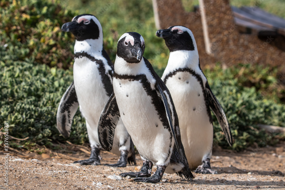 Naklejka premium Pinguine in Betty's Bay in Südafrika