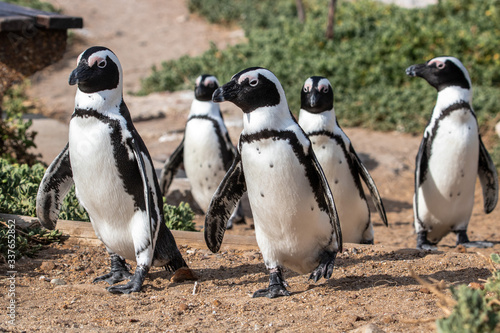 Pinguinkolonie am Stony Point in Betty's Bay in Südafrika