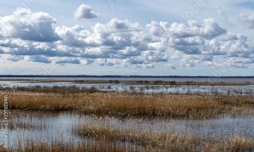 flooded lake shore  overgrown with last year s reeds and bushes  bird migration  beautiful cumulus clouds