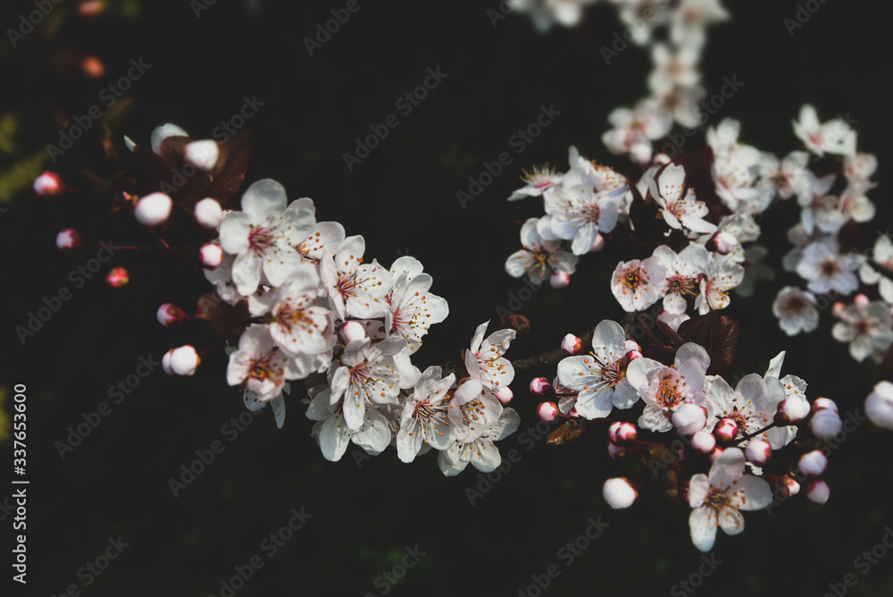 cherry blossom on black cherry blossom on black
