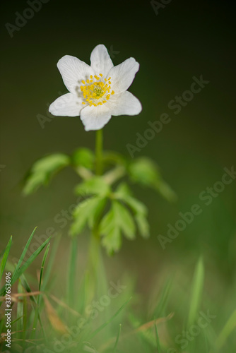 close up view of  blooming wood anemone in natural environment. 