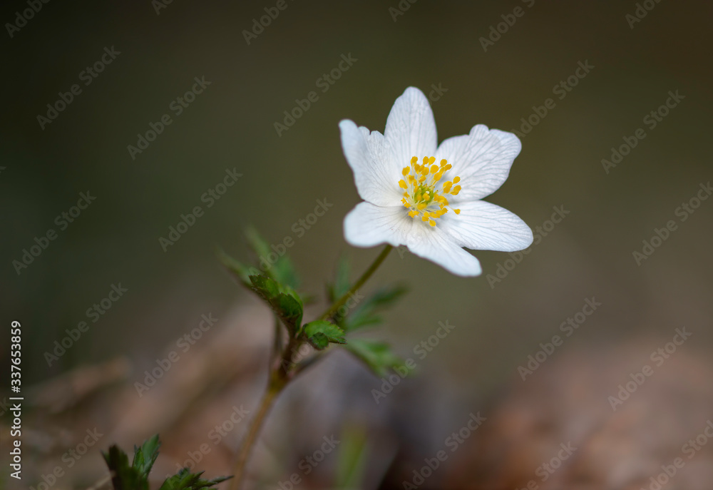 close up view of blooming wood anemone in natural environment. close up view of blooming wood anemone in natural environment.
