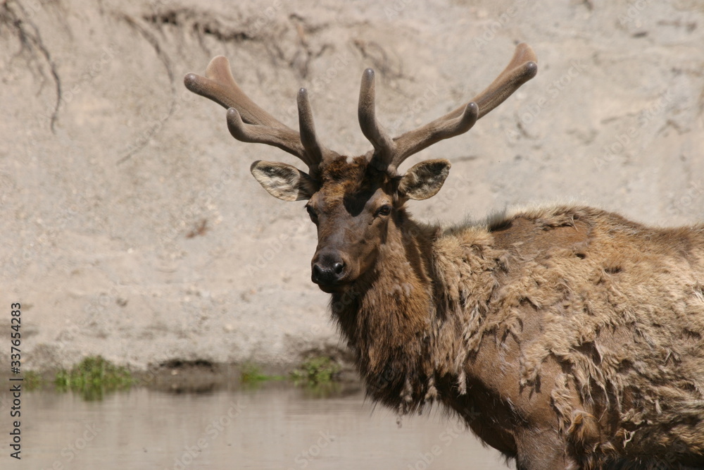 Obraz premium Wapiti
