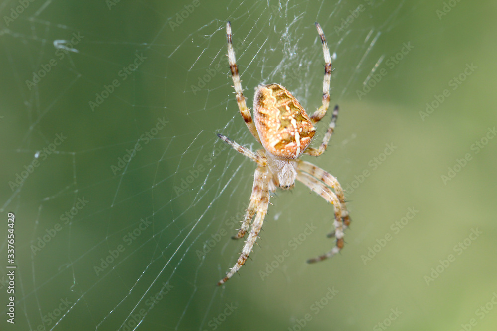 ein Makro von einer Gartenkreuzspinne im Netz ein Makro von einer Gartenkreuzspinne im Netz