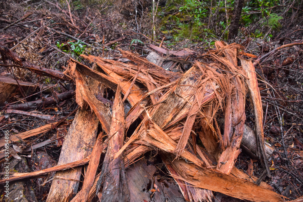 The piece of wood in the forest in Tasmania, Australia The piece of wood in the forest in Tasmania, Australia