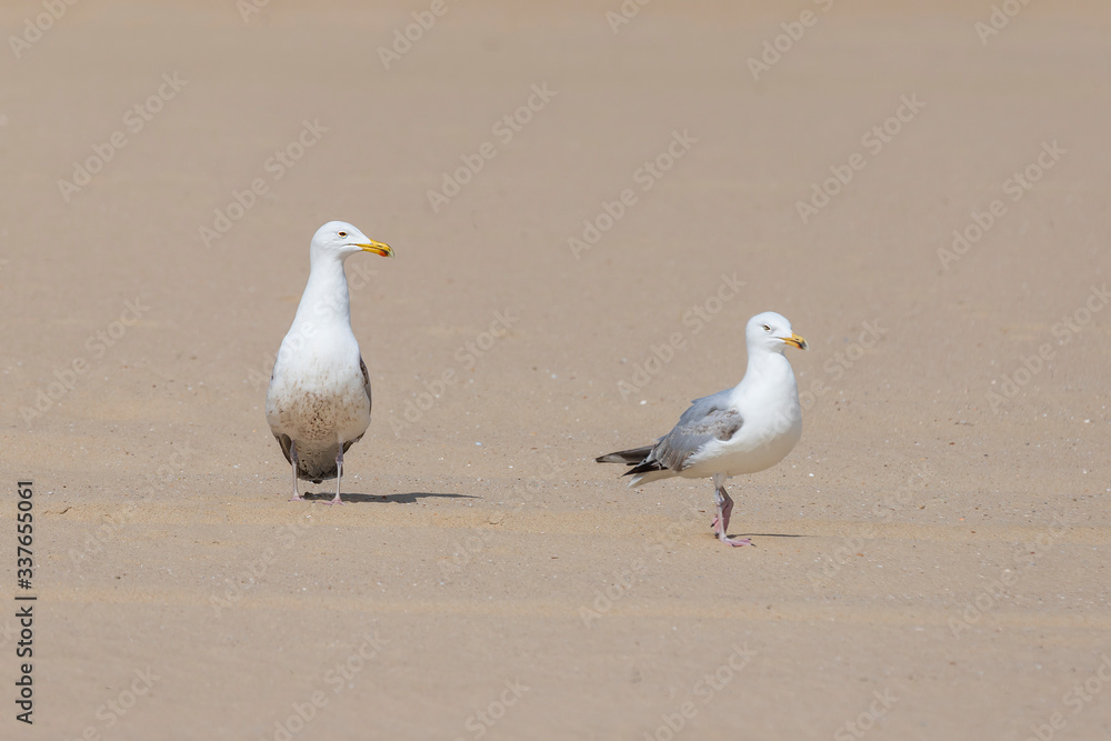 Seagull - Larus marinus walks along the beach Seagull - Larus marinus walks along the beach