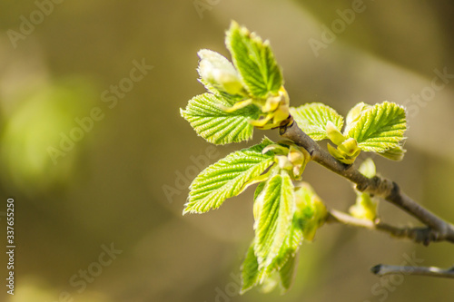 Young buds and leaves of a hazel tree 