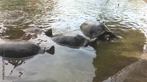 Feeding the turtles.