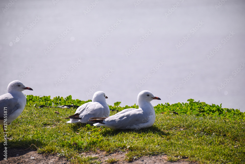 The seagulls stand on the green grass field with lake background on sunny day in Melbourne, Australia The seagulls stand on the green grass field with lake background on sunny day in Melbourne, Australia