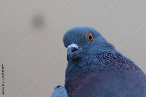 Close up head shot of beautiful pigeon bird, Pigeon close up on blue background