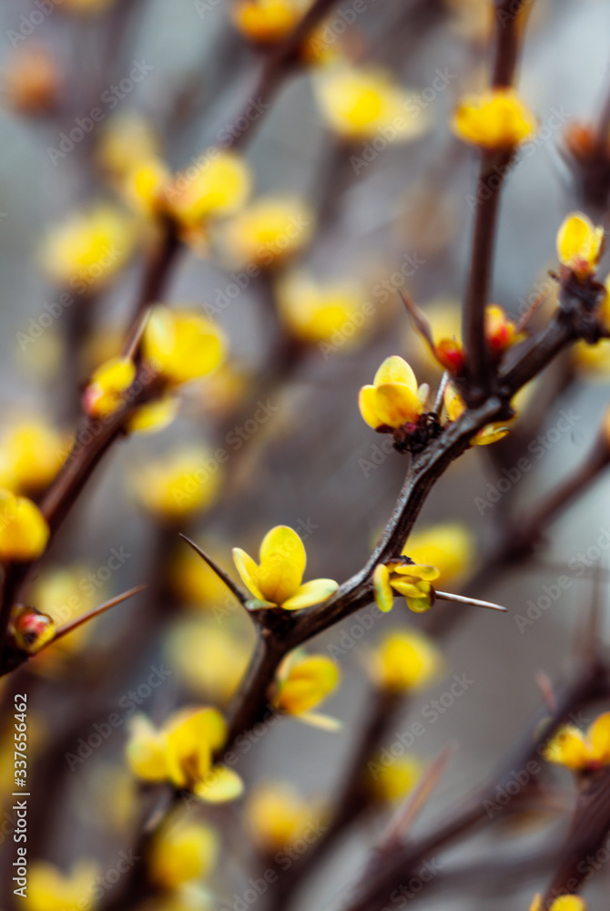 Fototapeta premium Soft focus blooming yellow barberry buds on a background of brown-beige bokeh